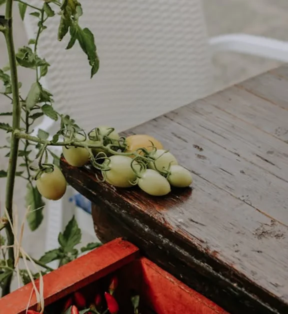 We grow fresh, organic produce using clean methods that protect nature, healthy food.